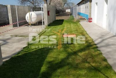 AFACERE LA CHEIE  FERMA DE  PORCI - 3