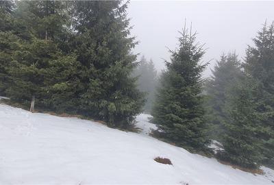 Teren 5.000 mp in Păltiniș Zona Vălari (Priveliște Panoramic - 5