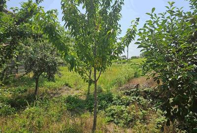 Teren de vanzare, 561 mp, strada Cetatea Alba, Mamina, Comuna Berceni - 5