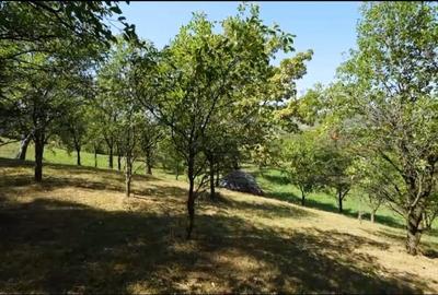 Teren intravilan + extravilan 10.537 mp – casa, livada sau ferma de familie - 4