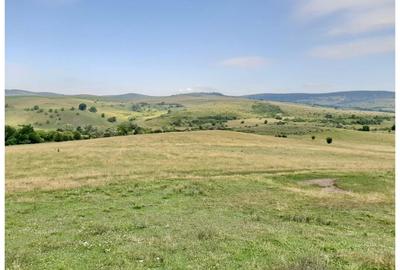 Teren Sercaia  250 ha - 5