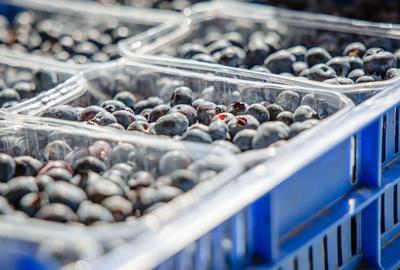 Plantatie de afine la cele mai inalte standarde, de vanzare! - 3