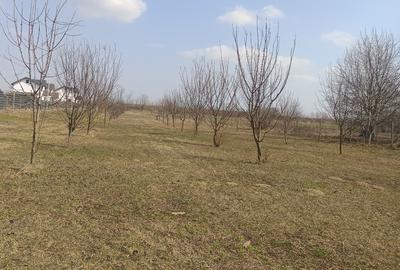 Teren Construcții intravilan de 6400 mp, în Joița