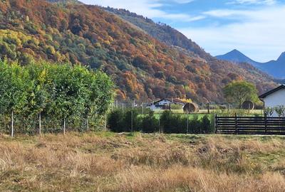Teren 1000mp cu PUZ in Rasnov, Glajerie - 2