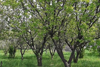 Teren intravilan in Zaicesti zona Conacului cu latura de padure - 1