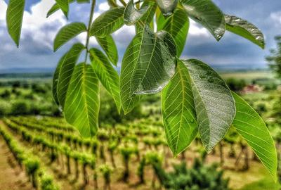 Investiție rară în Bihor - 10