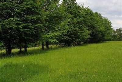 TEREN DE VANZARE 500O MP PUNCT CHETRIS CERDAC SLANIC MOLDOVA - 1