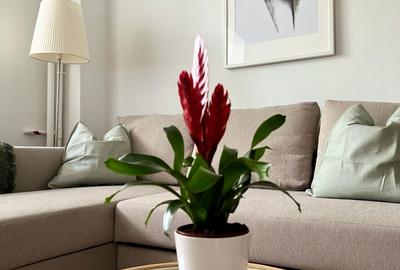 Apartament | 2 camere | fara risc seismic | Victoriei | Banu Manta - 4
