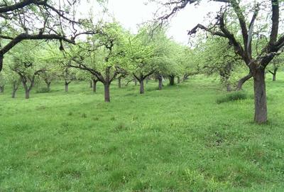 Vand Teren Livada 7.2 hectare - 1