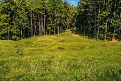 Incantator parc privat, 1.500mp: casa/ pensiune/ refugiu montan, Sacele, Brasov - 3