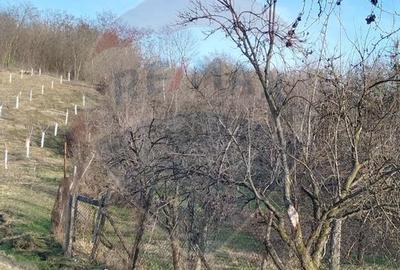 Teren intravilan 1.736 mp Chițești- Bogați (AG), deschidere la asfalt - 4