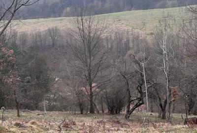 6000 MP intravilan, sat Bistrita, 9 Eur/MP - 4