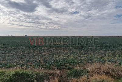 Ferma Agricolă 1.350 Hectare – Grad de Comasare 96–97%, Chișineu Criș, Județul A - 4