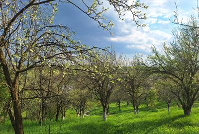 Moșia boierească din vârf de deal, Scorțeni - Prahova! - 6