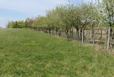 Teren extravilan 7.200 mp Bordea - Grajduri/ Oportunitate Investiție - 13