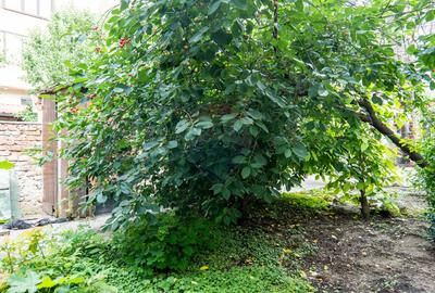 Casă individuală de vanzare + teren intravilan 539 mp - Parc Bazilescu - 17