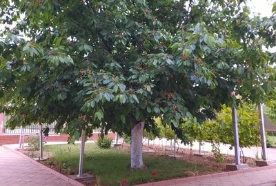 Vila P+E, 18 Km de Bucuresti-Adunatii Copaceni - 19