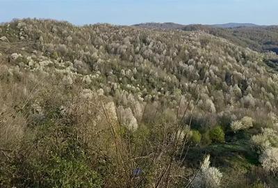 TEREN DE VANZARE -PROVITA DE JOS - 1