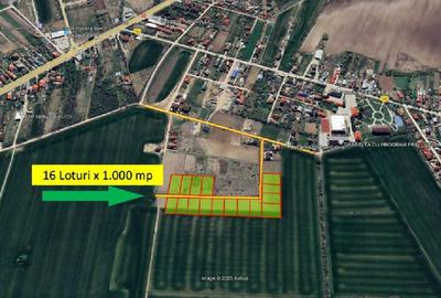 Loturi de casa -  1.000 mp intravilan - Strada Scolii - Ciolpani Ilfov - 3