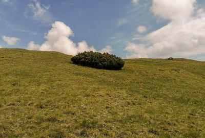 Bucegi zona alpina Ski Resort Padina Pestera - 11