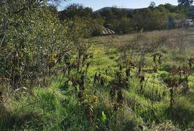Teren de vanzare in Nifon Tulcea - 2