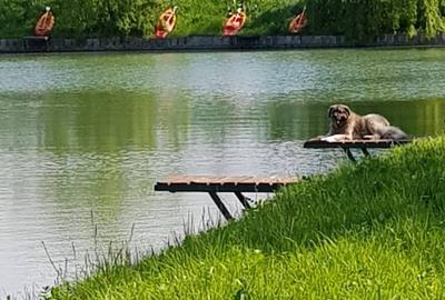 Teren privat cu amenajari ptr evenimente,cazare și pescuit sportiv. - 6