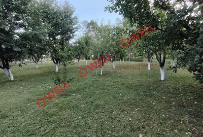 Casă unică de vânzare în Valea Crișului! - 10