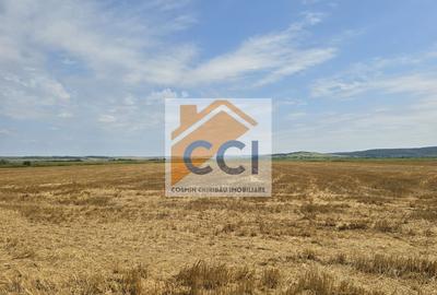 Teren intravilan– 50.000 mp, Bacău, Șoseaua Hol - 1