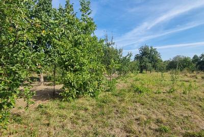 Teren 2000 mp de vânzare – Comana, deschidere la lac, aproape de Parcu - 9