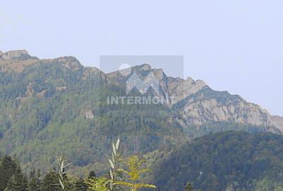 Teren Sinaia- Furnica - 5