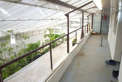 TEREN 565 MP, CASA SI PISCINA - 9