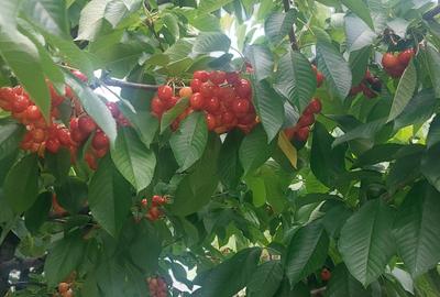 Snagov- Gruiu- Santul Floresti -Proprietate cu stil pentru oameni gospodari! - 49