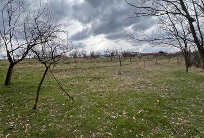 Teren vanzare, 8000 m2, Danicei, Cuca, Arges - 5