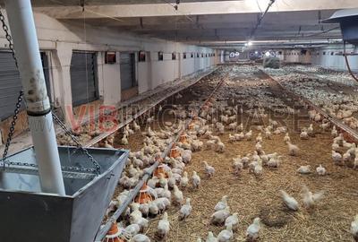 Ferma avicola functionala, judetul Bihor - 5