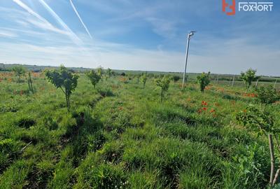 Teren extravilan de 3500 mp de vanzare in Remetea Mare - 8