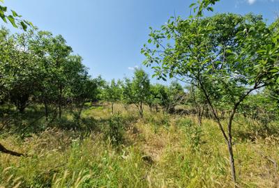 Teren langa lac - 40 km de Bucuresti - 8