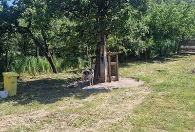 Proprietate în Comuna Botești, Județul Argeș – Zonă Pitorească și Liniștită ! - 20