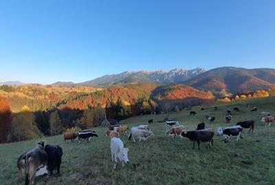 Loturi premium într-o comunitate restrânsă, cu vedere directă către Mt Bucegi - 3