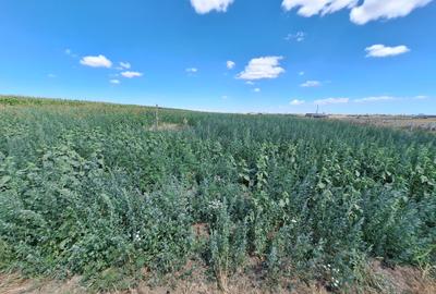 Teren de vanzare intravilan 5000mp localitatea Lazu - 5