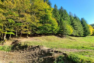 Teren 7.000 mp la marginea pădurii– Alexandru cel Bun,acces forestier cod 160785 - 1