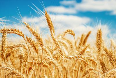 PORTOFOLIU AGRICOL PREMIUM 3.000 HA SUDUL ROMÂNIEI OPORTUNITATE INVESTIȚIONALĂ - 7