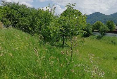Teren Viisoara - 2