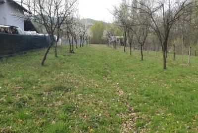 Proprietate deosebită 5000 mp în Slătioara (Vâlcea) – Intabulat cu Pădure - 1