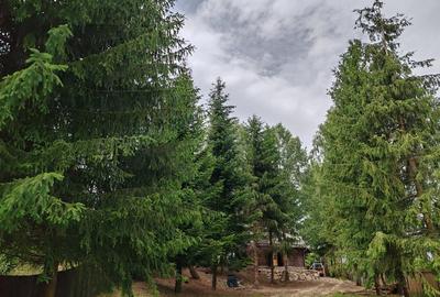 Teren cu casa de vacanta 3300 mp Rasnov Zona Glajarie - 4