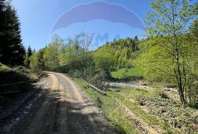 Teren 12,127mp Frasin / Drumul Forestier Valea Seacă - 11
