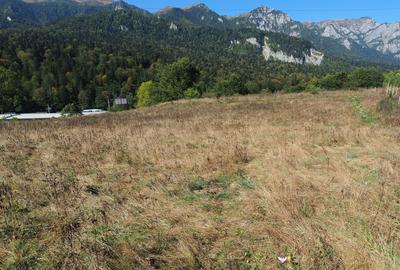 TEREN PENTRU DEZVOLTARE SINAIA-CUMPATU Str. Zamora-9.801 mp-Comision 0% - 22