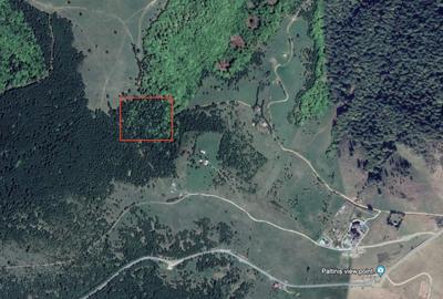 Teren extravilan 11000mp in Paltinis - 1