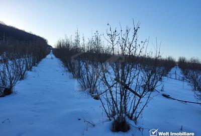Teren nucifer cu plantatie de aluni, sat Frata, jud. Cluj - 10