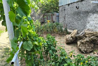 Casa 4 camere, Radu Negru - Buzaului, Teren - 264 mp - 11