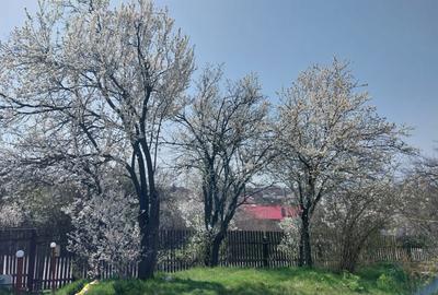 Casa cartojani giurgiu gaze apa centrala, direct proprietar - 12